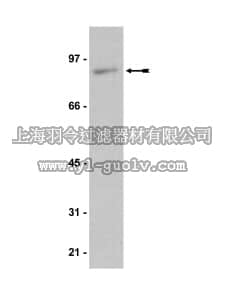 merck millipore,默克密理博,05-680,Anti-C-TAK1 (cdc25C associated protein kinase) Antibody