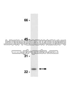 merck millipore,默克密理博,05-681,Anti-Smac/DIABLO Antibody, clone 78-1-118