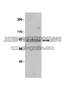 merck millipore,默克密理博,05-682,Anti-Mps1 Antibody, NT, clone 3-472-1