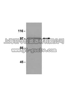 merck millipore,默克密理博,05-683,Anti-Mps1 Antibody, CT, clone 4-112-3