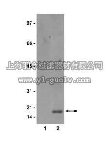 merck millipore,默克密理博,05-684,Anti-dimethyl-Histone H3 (Lys4) Antibody, clone RR302
