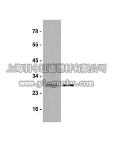 merck millipore,默克密理博,05-689,Anti-HP1α Antibody, clone15.19s2