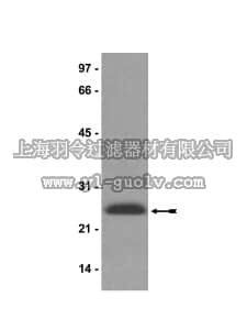merck millipore,默克密理博,05-690,Anti-HP1γ Antibody, clone 42s2