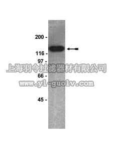 merck millipore,默克密理博,05-698,Anti-hSNF2h Antibody, clone 1B9/D12