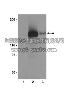 merck millipore,默克密理博,05-699,Anti-IRS1 Antibody, clone 1M92-7