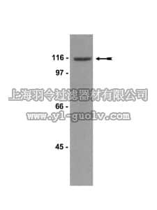 merck millipore,默克密理博,05-703,Anti-PI3 Kinase Antibody, p110δ, clone AW103