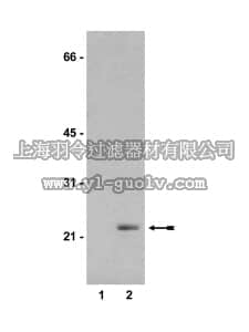 merck millipore,默克密理博,05-705,Anti-phospho-MBP Antibody, clone BK403