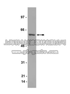 merck millipore,默克密理博,05-706,Anti-CRMP1 Antibody, clone Y21