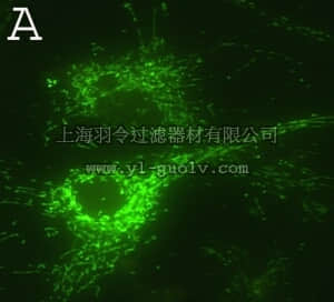 merck millipore,默克密理博,05-709,Anti-ATP Synthase β chain Antibody, clone 4.3E8.D10, mitochondrial