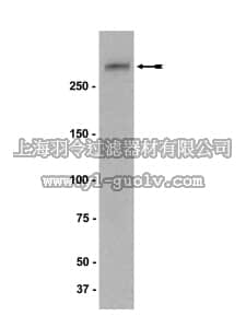 merck millipore,默克密理博,05-710,Anti-NG2 Antibody, clone 132.38