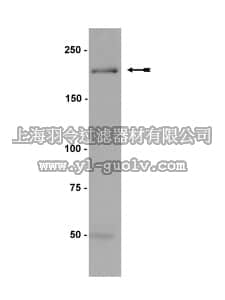 merck millipore,默克密理博,05-716,Anti-Myosin Heavy Chain Antibody, clone A4.1025