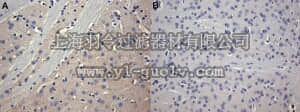 merck millipore,默克密理博,05-717,Anti-Adenosine Receptor A2a Antibody, clone 7F6-G5-A2