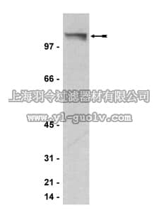 merck millipore,默克密理博,05-718,Anti-PML Antibody, clone 36.1-104