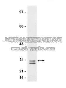 merck millipore,默克密理博,05-723,Anti-RhoE/Rnd3 Antibody, clone 4