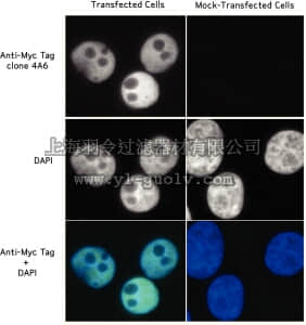 merck millipore,默克密理博,05-724MG,Anti-Myc Tag Antibody, clone 4A6