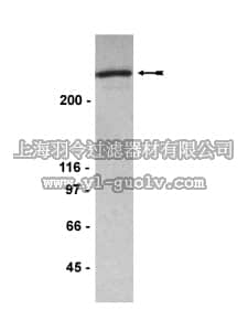 merck millipore,默克密理博,05-725,Anti-53BP1 Antibody, clone BP18
