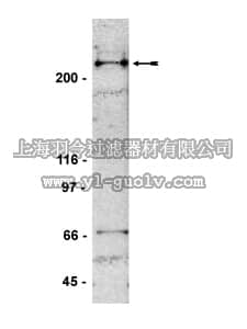 merck millipore,默克密理博,05-726,Anti-53BP1 Antibody, clone BP13