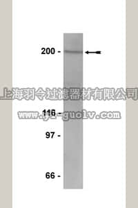 merck millipore,默克密理博,05-727,Anti-Rsf-1 Antibody, clone 5H2/E4