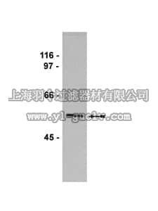 merck millipore,默克密理博,05-728,Anti-ERp57 Antibody