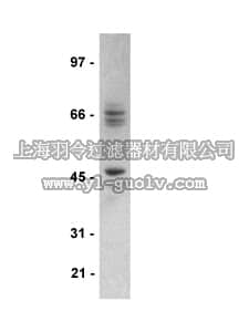 merck millipore,默克密理博,05-730,Anti-STEP Antibody, clone 23E5