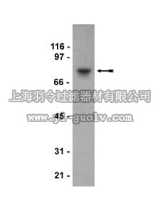 merck millipore,默克密理博,05-731,Anti-SETA/CIN85/Ruk/SH3KBPI Antibody, clone 179.1.E1