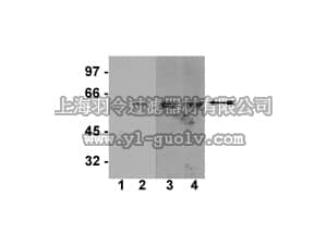 merck millipore,默克密理博,05-736,Anti-phospho-Akt1/PKBα (Ser473) Antibody, clone SK703, rabbit monoclonal