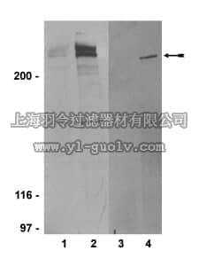 merck millipore,默克密理博,05-740,Anti-phospho-ATM (Ser1981) Antibody, clone 10H11.E12
