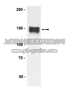 merck millipore,默克密理博,05-744,Anti-Neurofilament Antibody, medium chain