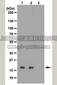 merck millipore,默克密理博,05-746R,Anti-phospho-Histone H3 (Thr3) Antibody, clone JY325, rabbit monoclonal