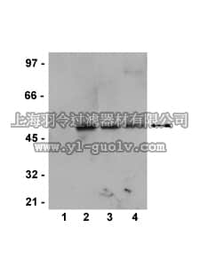 merck millipore,默克密理博,05-747,Anti-phospho-MEK1 (Ser218/222)/MEK2 (Ser222/226) Antibody, rabbit monoclonal