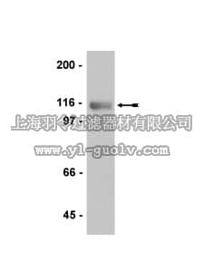 merck millipore,默克密理博,05-755,Anti-MEL-CAM (MUC18 Antibody, CD146), clone A32