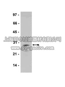 merck millipore,默克密理博,05-756,Anti-Calsenilin/DREAM Antibody, clone 40A5