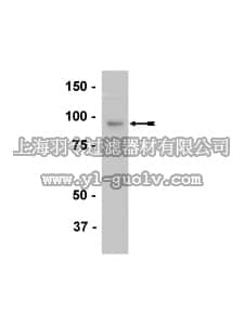 merck millipore,默克密理博,05-758,Anti-FE65 Antibody, clone 3H6