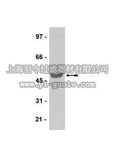 merck millipore,默克密理博,05-760,Anti-Fibrinogen γ' Antibody, CT, clone 2.G2.H9