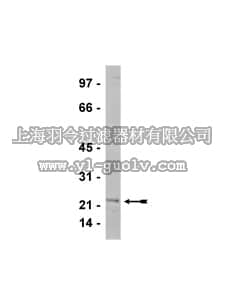 merck millipore,默克密理博,05-762,Anti-Caveolin-1 Antibody, clone 7C8