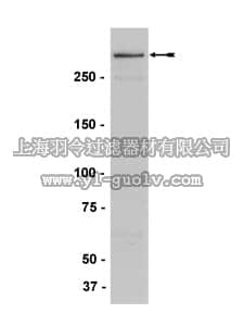 merck millipore,默克密理博,05-764,Anti-MLL/HRX Antibody, NT., clone N4.4