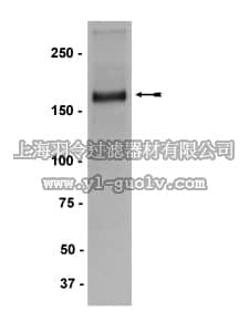 merck millipore,默克密理博,05-765,Anti-MLL/HRX Antibody, CT., clone 9-12