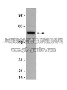 merck millipore,默克密理博,05-766,Anti-Meis4 Antibody, clone 1.1
