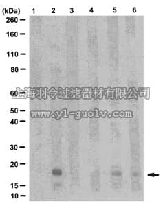 merck millipore,默克密理博,05-768R,Anti-dimethyl-Histone H3 (Lys9) Antibody, rabbit monoclonal