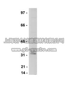 merck millipore,默克密理博,05-770,Anti-LAT Antibody, clone 11B.12