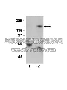 merck millipore,默克密理博,05-773,Anti-phospho-MYPT1 (Thr850) Antibody, clone SA19, rabbit monoclonal