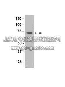 merck millipore,默克密理博,05-776,Anti-ZAP-70 Antibody, clone 1E7.2