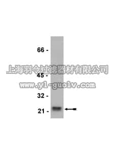 merck millipore,默克密理博,05-778,Anti-Rho (-A Antibody, -B, -C), clone 55