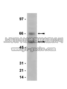 merck millipore,默克密理博,05-779,Anti-Meis 1/2/3 Antibody, clone 9.2.7