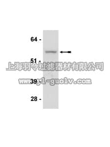 merck millipore,默克密理博,05-780,Anti-Akt3/PKBγ Antibody, clone GMA104