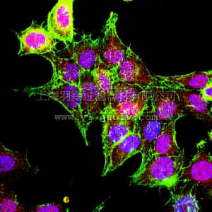 merck millipore,默克密理博,05-781R,Anti-p70 S6 Kinase Antibody, clone 20-10C-6, rabbit monoclonal