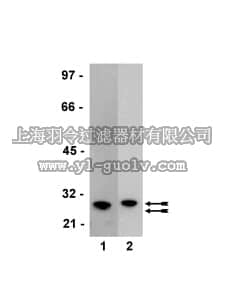 merck millipore,默克密理博,05-782,Anti-GST Tag Antibody