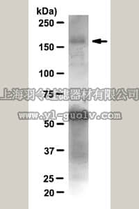 merck millipore,默克密理博,05-784R,Anti-IRS1 Antibody, clone 58-10C-31, rabbit monoclonal