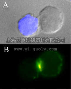 merck millipore,默克密理博,05-785,Anti-CD3ε Antibody, clone APA1/1