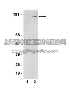 merck millipore,默克密理博,05-786,Anti-phospho-SMC1 (Ser957) Antibody, clone 5D11G5